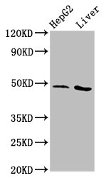 Western Blot  | Positive WB detected in: HepG2 whole cell lysate, Rat liver tissue  | All lanes: APMAP antibody at 3.1µg/ml  | Secondary  | Goat polyclonal to rabbit IgG at 1/50000 dilution  | Predicted band size: 47, 33 kDa  | Observed band size: 47 kDaRabbit anti-Human APMAP Polyclonal Antibody