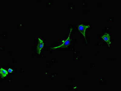 Immunofluorescent analysis of U251 cells using LZTFL1 Antibody at dilution of 1:100 and Alexa Fluor 488-congugated AffiniPure Goat Anti-Rabbit IgG(H+L)