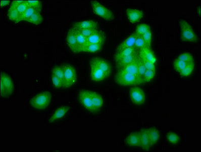 Immunofluorescence staining of HepG2 cells with NANS Antibody at 1:66, counter-stained with DAPI. The cells were fixed in 4% formaldehyde, permeabilized using 0.2% Triton X-100 and blocked in 10% normal Goat Serum. The cells were then incubated with the antibody overnight at 4°C. The secondary antibody was Alexa Fluor 488-congugated AffiniPure Goat Anti-Rabbit IgG(H+L).Rabbit anti-Human NANS Polyclonal Antibody