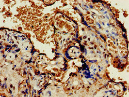 Immunohistochemistry of paraffin-embedded human placenta tissue using OLFML3 Antibody at dilution of 1:100Rabbit anti-Human OLFML3 Polyclonal Antibody