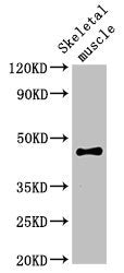 Western Blot | Positive WB detected in: Rat skeletal muscle tissue | All lanes: OLFML3 antibody at 2μg/ml | Secondary | Goat polyclonal to rabbit IgG at 1/50000 dilution | Predicted band size: 47, 44, 33 kDa | Observed band size: 47 kDaRabbit anti-Human OLFML3 Polyclonal Antibody