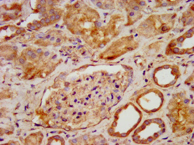 IHC image of the antibody diluted at 1:600 and staining in paraffin-embedded human kidney tissue performed on a Leica BondTM system. After dewaxing and hydration, antigen retrieval was mediated by high pressure in a citrate buffer (pH 6.0). Section was blocked with 10% normal goat serum 30min at RT. Then primary antibody (1% BSA) was incubated at 4°C overnight. The primary is detected by a biotinylated secondary antibody and visualized using an HRP conjugated SP system.Rabbit anti-Human PNPO Polyclonal Antibody