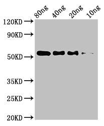 Western Blot  | Positive WB detected in Recombinant protein  | All lanes: STARD9 antibody at 3.2μg/ml  | Secondary  | Goat polyclonal to rabbit IgG at 1/50000 dilution  | predicted band size: 55 kDa  | observed band size: 55 kDaRabbit anti-Human STARD9 Polyclonal Antibody