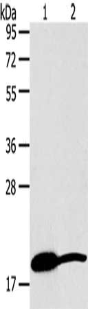 Gel: 8%SDS-PAGE, Lysate: 40 μg, Lane 1-2: Mouse heart tissue, Mouse liver tissue, Primary antibody: GDF2 Antibody(GDF2 Antibody) at dilution 1/200, Secondary antibody: Goat anti rabbit IgG at 1/8000 dilution, Exposure time: 40 secondsRabbit anti-Human GDF2 Polyclonal Antibody