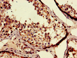 Immunohistochemistry of paraffin-embedded human testis tissue using SEC14L3 Antibody at dilution of 1:100Rabbit anti-Human SEC14L3 Polyclonal Antibody