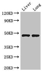 Western Blot | Positive WB detected in: Mouse liver tissue, Mouse lung tissue | All lanes: SEC14L3 antibody at 3μg/ml | Secondary | Goat polyclonal to rabbit IgG at 1/50000 dilution | Predicted band size: 47 kDa | Observed band size: 47 kDaRabbit anti-Human SEC14L3 Polyclonal Antibody