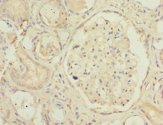 Immunohistochemistry of paraffin-embedded human kidney tissue using the antibody at dilution of 1:100Rabbit anti-Human SMPX Polyclonal Antibody