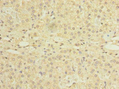 Immunohistochemistry of paraffin-embedded human adrenal gland tissue using NDFIP1 Antibody at dilution of 1:100Rabbit anti-Human NDFIP1 Polyclonal Antibody