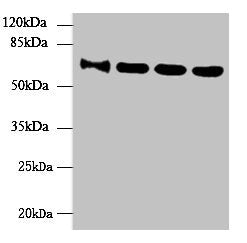 Western blot | All lanes: NUP58 antibody at 4μg/ml | Lane 1: HepG2 whole cell lysate | Lane 2: Hela whole cell lysate | Lane 3: LO2 whole cell lysate | Lane 4: Mouse thymus tissue | Secondary | Goat polyclonal to rabbit IgG at 1/10000 dilution | Predicted band size: 61, 51, 60 kDa | Observed band size: 61 kDaRabbit anti-Human NUP58 Polyclonal Antibody