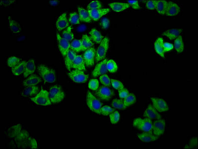 Immunofluorescence staining of Hela cells with GPR174 Antibody at 1:100, counter-stained with DAPI. The cells were fixed in 4% formaldehyde, permeabilized using 0.2% Triton X-100 and blocked in 10% normal Goat Serum. The cells were then incubated with the antibody overnight at 4°C. The secondary antibody was Alexa Fluor 488-congugated AffiniPure Goat Anti-Rabbit IgG(H+L).Rabbit anti-Human GPR174 Polyclonal Antibody