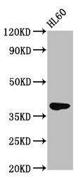 Western Blot  | Positive WB detected in: HL60 whole cell lysate  | All lanes: GPR174 antibody at 2.8µg/ml  | Secondary  | Goat polyclonal to rabbit IgG at 1/50000 dilution  | Predicted band size: 39 kDa  | Observed band size: 39 kDaRabbit anti-Human GPR174 Polyclonal Antibody