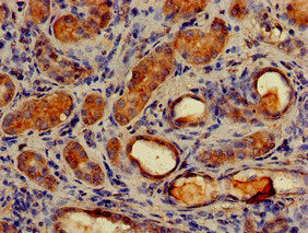 Immunohistochemistry of paraffin-embedded human kidney tissue using the antibody at dilution of 1:100