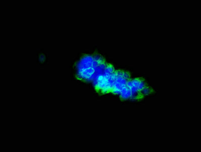 Immunofluorescence staining of 293 cells with ULBP1 Antibody at 1:33, counter-stained with DAPI. The cells were fixed in 4% formaldehyde, permeabilized using 0.2% Triton X-100 and blocked in 10% normal Goat Serum. The cells were then incubated with the antibody overnight at 4°C. The secondary antibody was Alexa Fluor 488-congugated AffiniPure Goat Anti-Rabbit IgG(H+L).Rabbit anti-Human ULBP1 Polyclonal Antibody