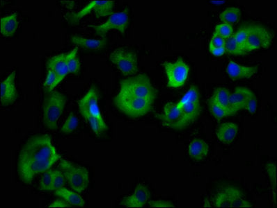 Immunofluorescence staining of MCF-7 cells with HRH4 Antibody at 1:133, counter-stained with DAPI. The cells were fixed in 4% formaldehyde, permeabilized using 0.2% Triton X-100 and blocked in 10% normal Goat Serum. The cells were then incubated with the antibody overnight at 4°C. The secondary antibody was Alexa Fluor 488-congugated AffiniPure Goat Anti-Rabbit IgG(H+L).Rabbit anti-Human HRH4 Polyclonal Antibody