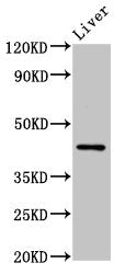 Western Blot  | Positive WB detected in: Mouse liver tissue  | All lanes: HRH4 antibody at 4μg/ml  | Secondary  | Goat polyclonal to rabbit IgG at 1/50000 dilution  | Predicted band size: 45, 35 kDa  | Observed band size: 45 kDaRabbit anti-Human HRH4 Polyclonal Antibody