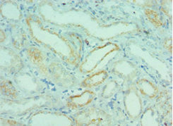 Immunohistochemistry of paraffin-embedded human kidney tissue using the antibody at dilution of 1:100
