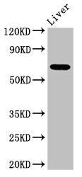 Western Blot | Positive WB detected in: Mouse liver tissue | All lanes: SENP2 antibody at 3.4μg/ml | Secondary | Goat polyclonal to rabbit IgG at 1/50000 dilution | Predicted band size: 68, 67 kDa | Observed band size: 68 kDa