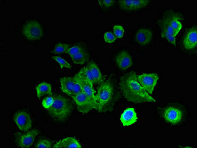 Immunofluorescent analysis of MCF-7 cells using LRRC4C Antibody at dilution of 1:100 and Alexa Fluor 488-congugated AffiniPure Goat Anti-Rabbit IgG(H+L)