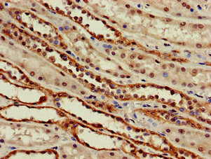 Immunohistochemistry of paraffin-embedded human kidney tissue using SLC6A13 Antibody at dilution of 1:100Rabbit anti-Human SLC6A13 Polyclonal Antibody