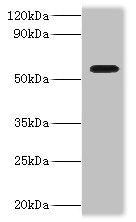 Western blot | All lanes: ATP-dependent RNA helicase DDX19A antibody at 2μg/ml + Mouse gonad tissue | Secondary | Goat polyclonal to rabbit IgG at 1/10000 dilution | Predicted band size: 54, 44 kDa | Observed band size: 54 kDaRabbit anti-Human DDX19A Polyclonal Antibody