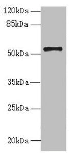Western blot  | All lanes: NLE1 antibody at 1.48µg/ml + PC-3 whole cell lysate  | Secondary  | Goat polyclonal to rabbit IgG at 1/10000 dilution  | Predicted band size: 54, 22 kDa  | Observed band size: 54 kDaRabbit anti-Human NLE1 Polyclonal Antibody
