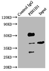 Immunoprecipitating PIH1D1 in Hela whole cell lysate   | Lane 1: Rabbit control IgG (1ug) instead of PIH1D1 Antibody in Hela whole cell lysate. For western blotting, a HRP-conjugated Protein G antibody was used as the secondary antibody (1/2000)  | Lane 2: PIH1D1 Antibody (6ug) + Hela whole cell lysate (500ug)  | Lane 3: Hela whole cell lysate (10ug)Rabbit anti-Human PIH1D1 Polyclonal Antibody