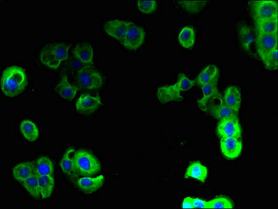 Immunofluorescent analysis of A431 cells using PAQR5 Antibody at dilution of 1:100 and Alexa Fluor 488-congugated AffiniPure Goat Anti-Rabbit IgG(H+L)Rabbit anti-Human PAQR5 Polyclonal Antibody