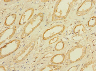 Immunohistochemistry of paraffin-embedded human kidney tissue using PAQR5 Antibody at dilution of 1:100Rabbit anti-Human PAQR5 Polyclonal Antibody