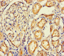 Immunohistochemistry of paraffin-embedded human kidney tissue using IMPACT Antibody at dilution of 1:100Rabbit anti-Human IMPACT Polyclonal Antibody