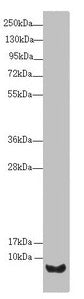 Western blot  | All lanes: UQCR10 antibody at 2.02µg/ml + HepG2 whole cell lysate  | Secondary  | Goat polyclonal to rabbit IgG at 1/10000 dilution  | Predicted band size: 8, 7 kDa  | Observed band size: 8 kDaRabbit anti-Human UQCR10 Polyclonal Antibody