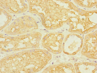 Immunohistochemistry of paraffin-embedded human kidney tissue using ASIC3 Antibody at dilution of 1:100Rabbit anti-Human ASIC3 Polyclonal Antibody