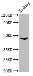 Western Blot | Positive WB detected in: Rat kidney tissue | All lanes: FOXD3 antibody at 3.2μg/ml | Secondary | Goat polyclonal to rabbit IgG at 1/50000 dilution | Predicted band size: 48 kDa | Observed band size: 48 kDaRabbit anti-Human FOXD3 Polyclonal Antibody