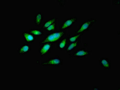 Immunofluorescent analysis of Hela cells using PILRB Antibody at dilution of 1:100 and Alexa Fluor 488-congugated AffiniPure Goat Anti-Rabbit IgG(H+L)Rabbit anti-Human PILRB Polyclonal Antibody
