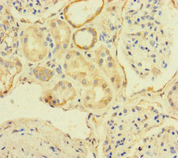 Immunohistochemistry of paraffin-embedded human kidney tissue using the antibody at dilution of 1:100Rabbit anti-Human TBC1D24 Polyclonal Antibody