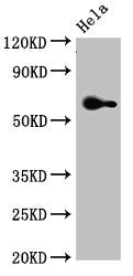 Western Blot | Positive WB detected in: Hela whole cell lysate | All lanes: FZD4 antibody at 3.5μg/ml | Secondary | Goat polyclonal to rabbit IgG at 1/50000 dilution | Predicted band size: 60 kDa | Observed band size: 60 kDaRabbit anti-Human FZD4 Polyclonal Antibody