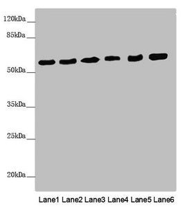 Western blot  | All lanes: PACSIN2 antibody at 2.62µg/ml  | Lane 1: Mouse heart tissue  | Lane 2: Mouse lung tissue  | Lane 3: NIH/3T3 whole cell lysate  | Lane 4: Hela whole cell lysate  | Lane 5: HL60 whole cell lysate  | Lane 6: HepG2 whole cell lysate  | Secondary  | Goat polyclonal to rabbit IgG at 1/10000 dilution  | Predicted band size: 56, 52 kDa  | Observed band size: 56 kDaRabbit anti-Human PACSIN2 Polyclonal Antibody