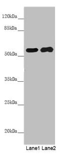 Western blot  | All lanes: PACSIN2 antibody at 5.29µg/ml  | Lane 1: Hela whole cell lysate  | Lane 2: HepG2 whole cell lysate  | Secondary  | Goat polyclonal to rabbit IgG at 1/10000 dilution  | Predicted band size: 56, 52 kDa  | Observed band size: 56 kDaRabbit anti-Human PACSIN2 Polyclonal Antibody