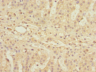 Immunohistochemistry of paraffin-embedded human adrenal gland tissue using PSMD13 Antibody at dilution of 1:100Rabbit anti-Human PSMD13 Polyclonal Antibody