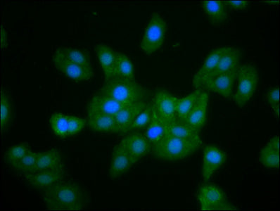 Immunofluorescence staining of HepG2 cells with MKLN1 Antibody at 1:133, counter-stained with DAPI. The cells were fixed in 4% formaldehyde, permeabilized using 0.2% Triton X-100 and blocked in 10% normal Goat Serum. The cells were then incubated with the antibody overnight at 4°C. The secondary antibody was Alexa Fluor 488-congugated AffiniPure Goat Anti-Rabbit IgG(H+L).