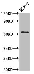 Western Blot  | Positive WB detected in: MCF-7 whole cell lysate  | All lanes: WASF3 antibody at 7µg/ml  | Secondary  | Goat polyclonal to rabbit IgG at 1/50000 dilution  | Predicted band size: 56 kDa  | Observed band size: 56 kDaRabbit anti-Human WASF3 Polyclonal Antibody