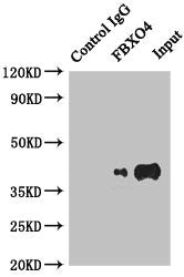 Immunoprecipitating FBXO4 in HepG2 whole cell lysate | Lane 1: Rabbit control IgG instead of (1μg) instead of FBXO4 Antibody in HepG2 whole cell lysate. | For western blotting, a HRP-conjugated anti-rabbit IgG, specific to the non-reduced form of IgG was used as the Secondary antibody (1/50000) | Lane 2: FBXO4 Antibody (4μg) + HepG2 whole cell lysate (500μg) | Lane 3: HepG2 whole cell lysate (20μg)Rabbit anti-Human FBXO4 Polyclonal Antibody