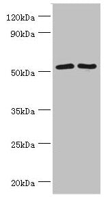 Western blot | All lanes: Suppressor of fused homolog antibody at 4μg/ml | Lane 1: HepG2 whole cell lysate | Lane 2: Hela whole cell lysate | Lane 3: Mouse kidney tissue | Secondary | Goat polyclonal to rabbit IgG at 1/10000 dilution | Predicted band size: 54, 48, 53 kDa | Observed band size: 54 kDaRabbit anti-Human SUFU Polyclonal Antibody