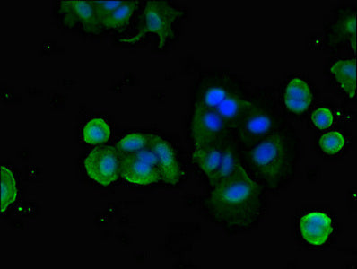 Immunofluorescent analysis of MCF-7 cells using FZD1 Antibody at dilution of 1:100 and Alexa Fluor 488-congugated AffiniPure Goat Anti-Rabbit IgG(H+L)Rabbit anti-Human FZD1 Polyclonal Antibody