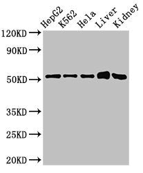 Western Blot | Positive WB detected in: HepG2 whole cell lysate, K562 whole cell lysate, Hela whole cell lysate, Mouse liver tissue, Mouse kidney tissue | All lanes: FBXW2 antibody at 3μg/ml | Secondary | Goat polyclonal to rabbit IgG at 1/50000 dilution | Predicted band size: 52, 45 kDa | Observed band size: 52 kDaRabbit anti-Human FBXW2 Polyclonal Antibody