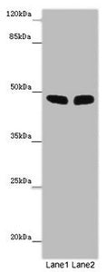 Western blot | All lanes: FBL21 antibody at 10 μg/ml | Lane 1: Mouse heart tissue | Lane 2: Mouse skeletal muscle tissue | Secondary | Goat polyclonal to rabbit IgG at 1/10000 dilution | Predicted band size: 49 kDa | Observed band size: 49 kDaRabbit anti-Human FBXL21 Polyclonal Antibody