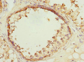 Immunohistochemistry of paraffin-embedded human testis tissue using VPS4A Antibody at dilution of 1:100Rabbit anti-Human VPS4A Polyclonal Antibody