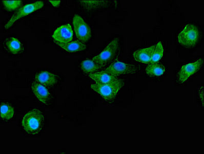 Immunofluorescent analysis of HepG2 cells using BAIAP2 Antibody at dilution of 1:100 and Alexa Fluor 488-congugated AffiniPure Goat Anti-Rabbit IgG(H+L)