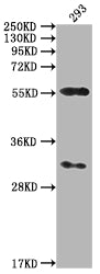 Western Blot | Positive WB detected in: 293 whole cell lysate | All lanes: CAMK2A antibody at 1:2000 | Secondary | Goat polyclonal to rabbit IgG at 1/50000 dilution | Predicted band size: 55, 56 kDa | Observed band size: 55 kDa