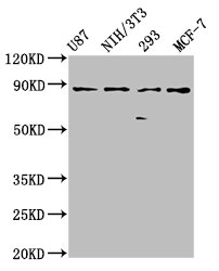 Western Blot  | Positive WB detected in: U87 whole cell lysate, NIH/3T3 whole cell lysate, 293 whole cell lysate, MCF-7 whole cell lysate  | All lanes: CDH9 antibody at 2.4µg/ml  | Secondary  | Goat polyclonal to rabbit IgG at 1/50000 dilution  | Predicted band size: 89 kDa  | Observed band size: 89 kDaRabbit anti-Human CDH9 Polyclonal Antibody