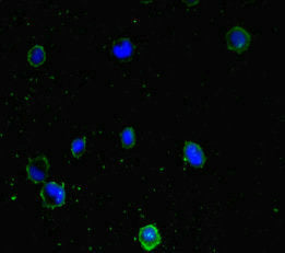 Immunofluorescent analysis of MCF-7 cells using PPM1H Antibody at dilution of 1:100 and Alexa Fluor 488-congugated AffiniPure Goat Anti-Rabbit IgG(H+L)Rabbit anti-Human PPM1H Polyclonal Antibody